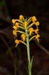 Crested yellow orchid